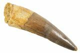 Fossil Spinosaurus Tooth - Real Dinosaur Tooth #343597-1